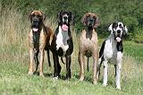 DOGUE ALLEMAND 038